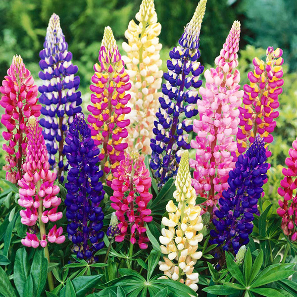 Lupin des jardins