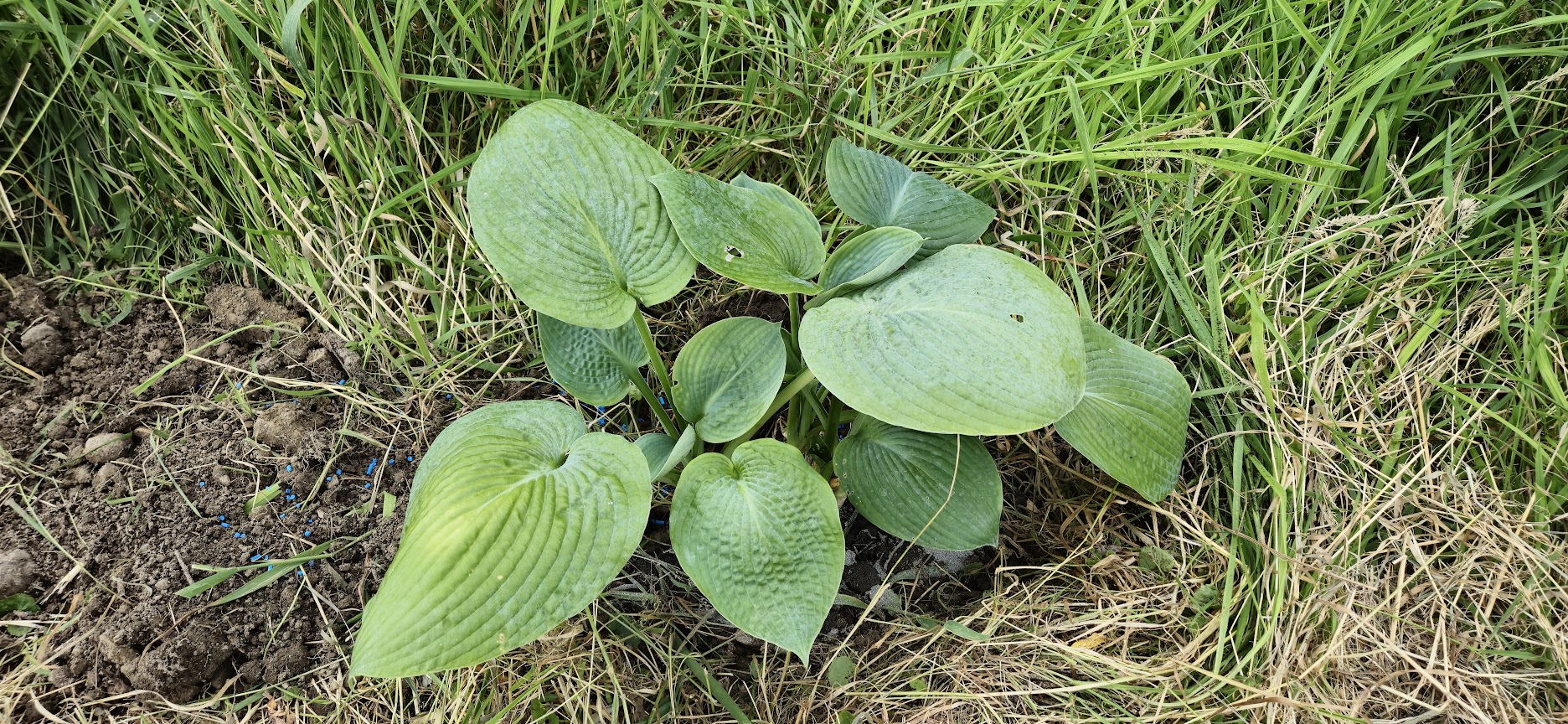 hosta-plantaginea